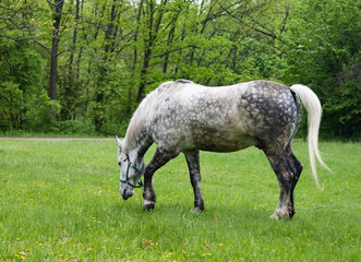 Obraz na płótnie Canvas horse grazing in the meadow
