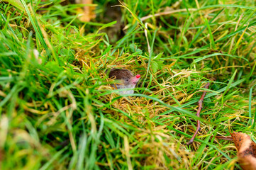 A small gray mole climbed out of the ground, an animal in the grass.