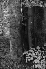 Wald in schwarz und weiß
