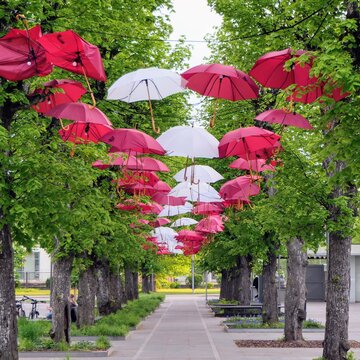 umbrella alea