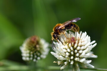 Biene auf einer weißen Kleeblüte