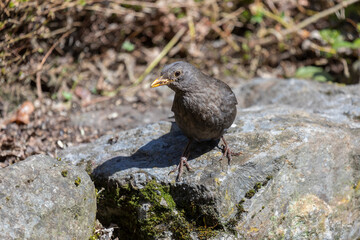 Amsel weiblich auf Steinmauer