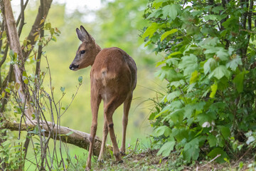 Reh Portrait im Wald