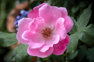 Rose: 'Pink Knockout', a semi-double pink flowered rose