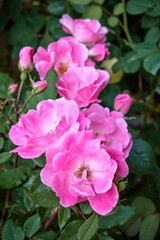 Rose: 'Pink Knockout', a semi-double pink flowered rose