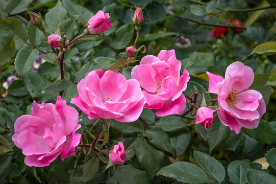 Rose: 'Pink Knockout', a semi-double pink flowered rose