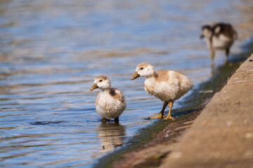 New Kids on the Block