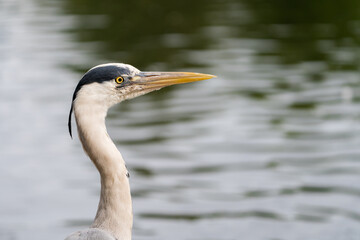Heron