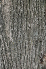 Texture shot of gray tree bark filling the frame, Linden bark. Moss. Seamless