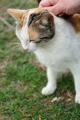 Close-up image of the hand showing affection to the cat