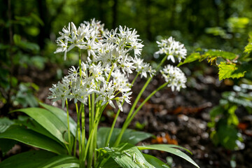 Wild Garlic - Allium ursinum