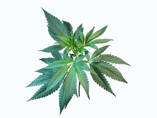 cannabis leaf isolated on white, Marijuana,Top of marijuana,Marijuana leaf shoots shoot on a white...