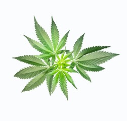 cannabis, Marijuana, marijuana shoot, marijuana plant taken on a white background