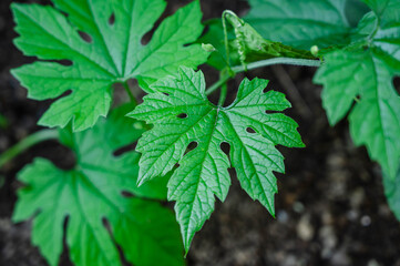 ゴーヤの黄色い花