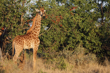 Giraffe / Giraffe / Giraffa camelopardalis.