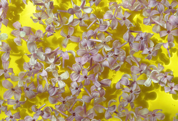 Lilac petals on colorful background. Flowers blossoming spring pattern with violet lilac