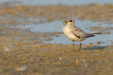 Juvenile Small Pratincole standing on muddy waterhole