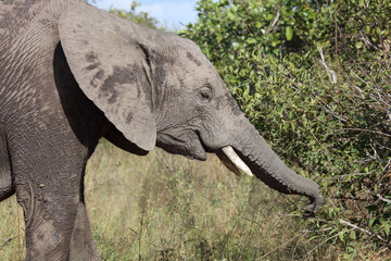 Afrikanischer Elefant / African elephant / Loxodonta africana..