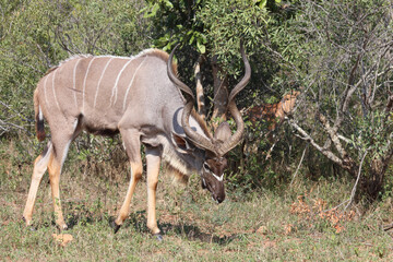 Naklejka na ściany i meble Großer Kudu / Greater kudu / Tragelaphus strepsiceros.