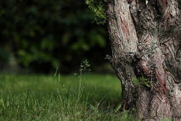 Trees in the park with green grass and sunlight, fresh green nature background