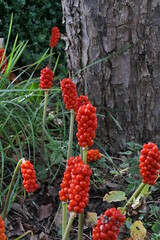Italian arum and Italian lords-and-ladies (Arum italicum), native to the Mediterranean. Red poisonous fruits.