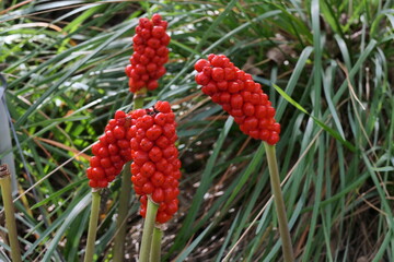 Italian arum and Italian lords-and-ladies (Arum italicum), native to the Mediterranean. Red poisonous fruits.