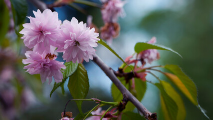Sakura. Cherry Blossom in Springtime. Beautiful Pink Flowers. floral spring background. Japanese cherry. pink flowers on natural green background. delicate sakura flowers, close-up