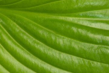 Green natural background. Hosta green leaf texture. Blurred textured green background.