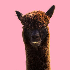 Black funny alpaca on pink background