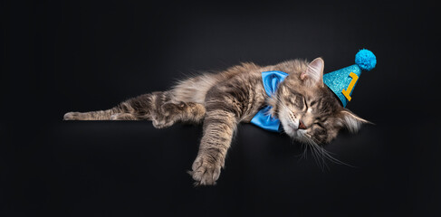 Young handsome blue tabby Maine Coon cat, laying down side ways wearing blue bow tie around neck...
