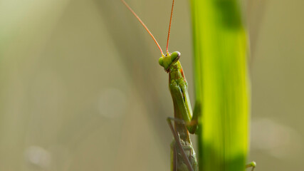 Mantodea. Macro of female european mantis, mantis religiosa. Green praying mantis, close up. praying mantis on the grass. close-up, portrait, predator in the wild. space for text