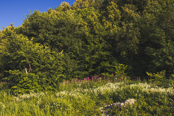 trees in the mountains