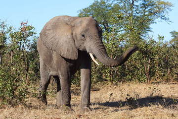 Afrikanischer Elefant / African elephant / Loxodonta africana