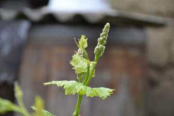 винограду быть