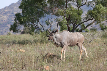 Großer Kudu / Greater kudu / Tragelaphus strepsiceros.
