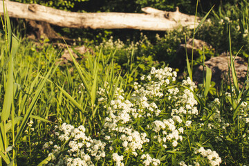 grass and flowers