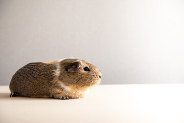 Beautiful guinea pig staring at camera and posing. Domestic guinea pig..
