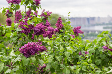 Obraz premium Blooming lilacs and cityscape in background