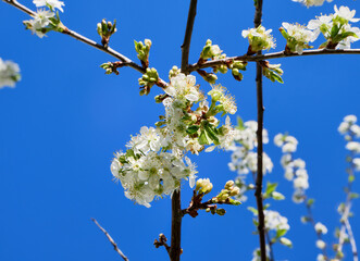 Apple bud in spring against the blue sky. White apple trees bloom during the day. Blooming apple trees in the garden, in the park. Front view, close-up.
