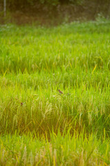 The bird eats rice in the wide fields in the evening with golden light.