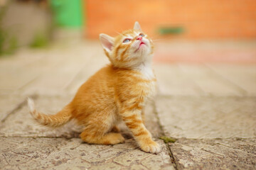 Lovely ginger kitten looking at the sky outdoors.