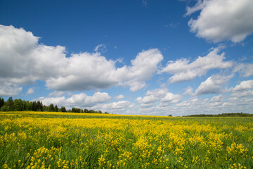 Obraz premium Yellow flowers in the spring in the fields.Surepka vulgaris blooms in the spring in the fields.