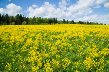 Obraz premium Yellow flowers in the spring in the fields.Surepka vulgaris blooms in the spring in the fields.