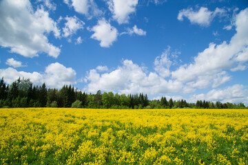 Obraz premium Yellow flowers in the spring in the fields.Surepka vulgaris blooms in the spring in the fields.