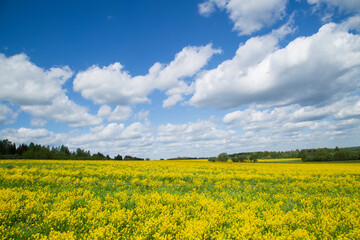 Obraz premium Yellow flowers in the spring in the fields.Surepka vulgaris blooms in the spring in the fields.