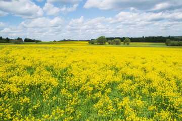 Fototapeta premium Yellow flowers in the spring in the fields.Surepka vulgaris blooms in the spring in the fields.