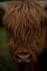 Krowa szkocka highland portret z bliska - obrazy, fototapety, plakaty
