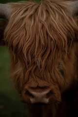 Fotobehang Krowa szkocka highland portret z bliska © Weronika