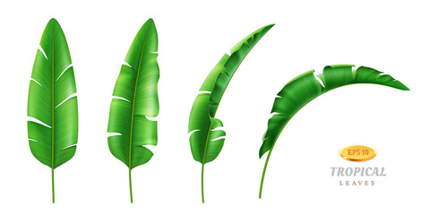 Greenery and botany, exotic and tropical foliage and leafage. Vector isolated set of leaves in different positions, cartoon green vegetation of rainforest beach. Hawaii banana plant, realistic 3d © Sensvector