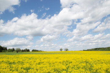 Yellow flowers in the spring in the fields.Surepka vulgaris blooms in the spring in the fields.